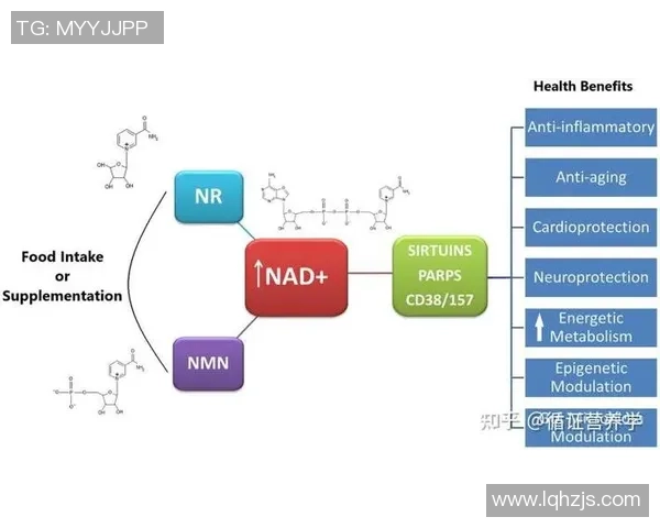 探索ATP足球的魅力与发展历程,揭示其对全球体育文化的深远影响